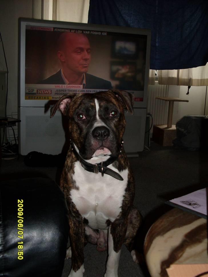 Tyson, Nova, Pine og Plage billede 6