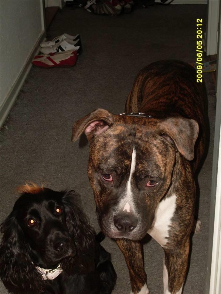 Tyson, Nova, Pine og Plage billede 7