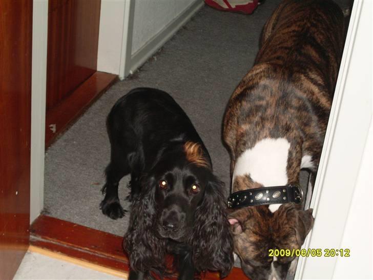 Tyson, Nova, Pine og Plage billede 8