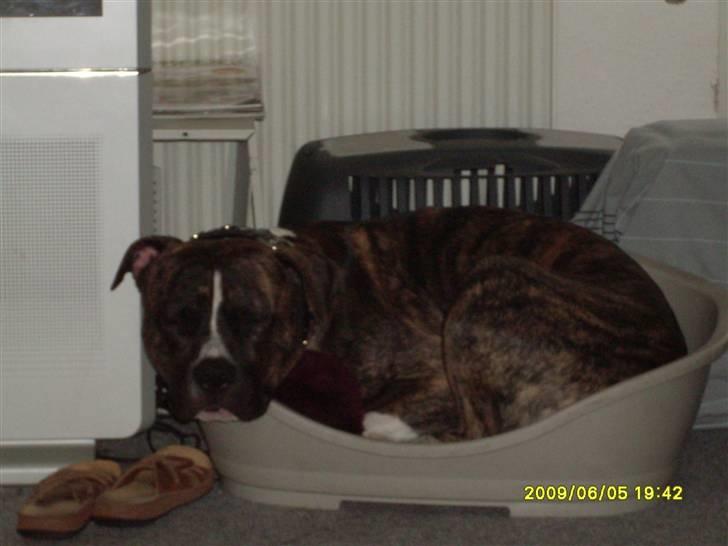 Tyson, Nova, Pine og Plage billede 9