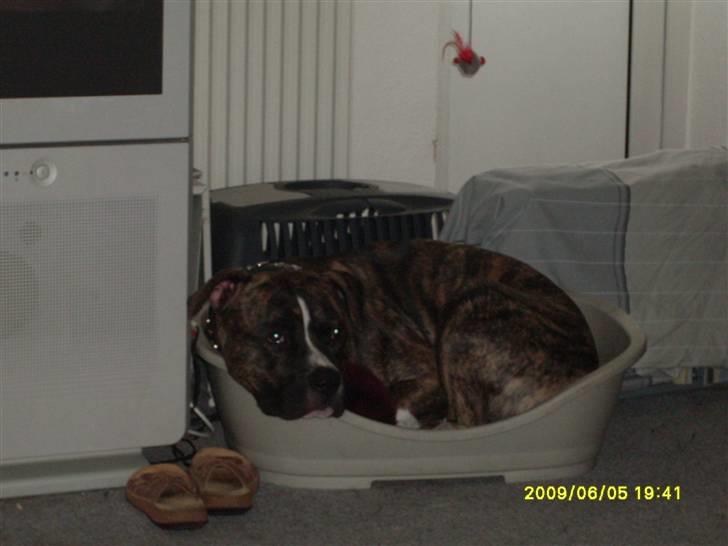 Tyson, Nova, Pine og Plage billede 10