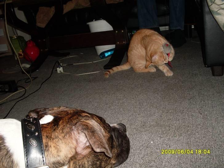 Tyson, Nova, Pine og Plage billede 11