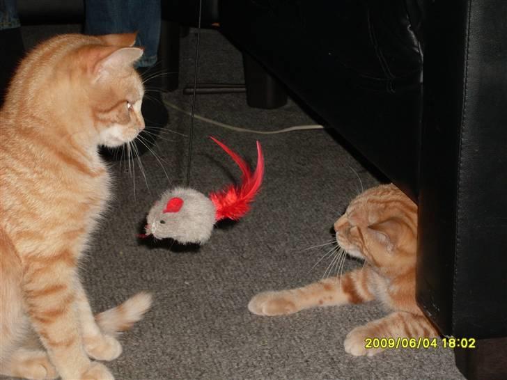 Tyson, Nova, Pine og Plage billede 13