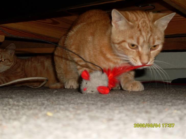 Tyson, Nova, Pine og Plage billede 14