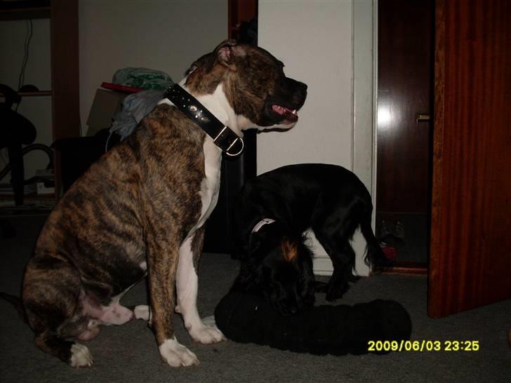 Tyson, Nova, Pine og Plage billede 15