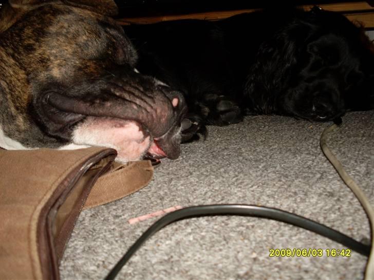 Tyson, Nova, Pine og Plage billede 16