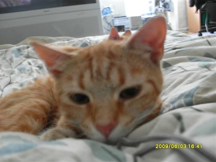 Tyson, Nova, Pine og Plage billede 18