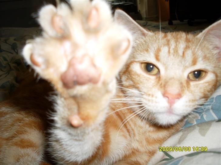 Tyson, Nova, Pine og Plage billede 19