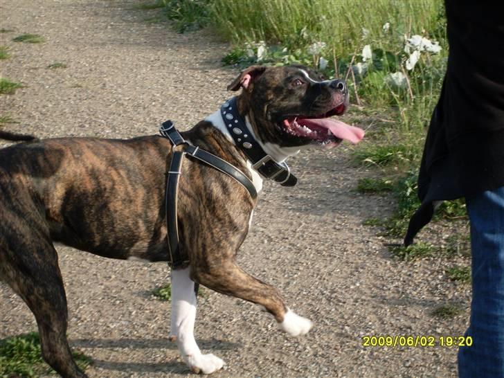 Tyson, Nova, Pine og Plage billede 20