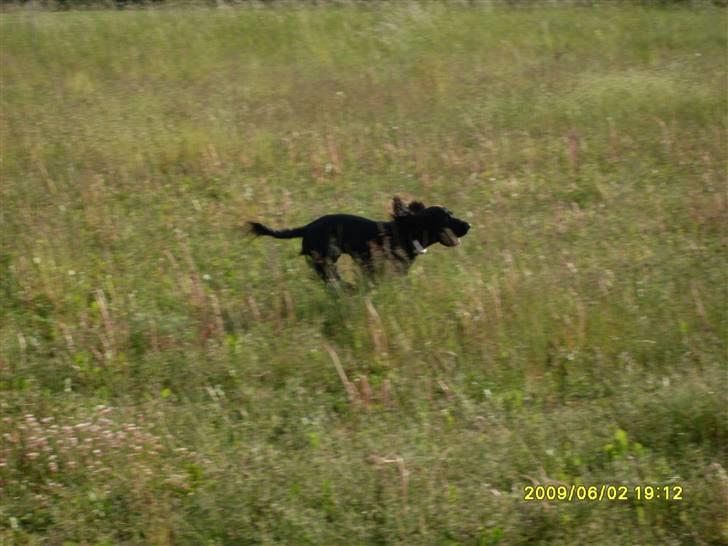 Tyson, Nova, Pine og Plage billede 21