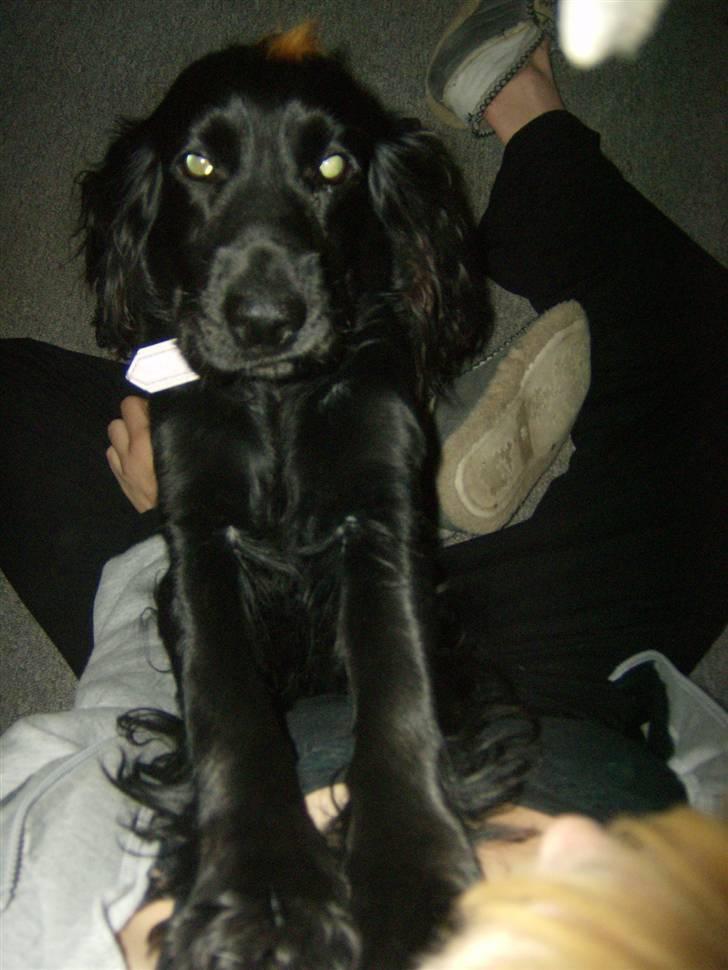 Tyson, Nova, Pine og Plage billede 22