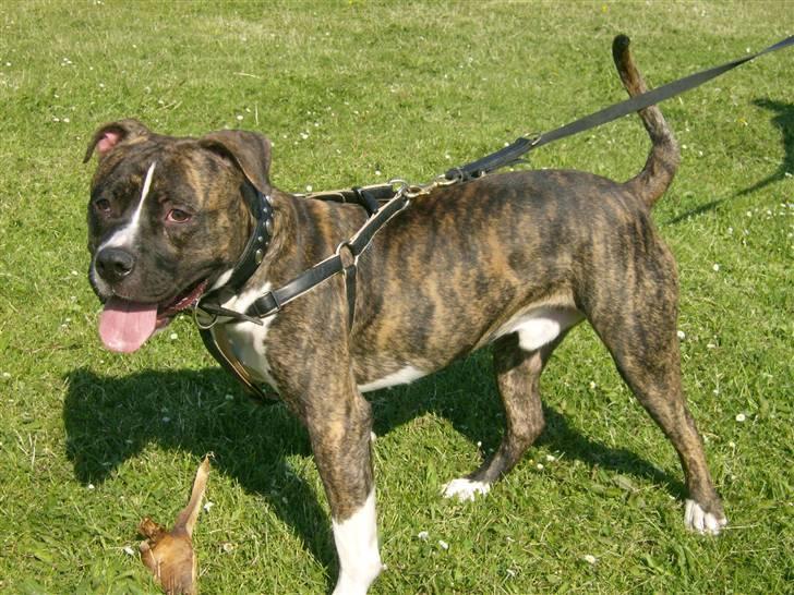 Tyson, Nova, Pine og Plage billede 23