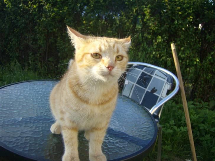 Tyson, Nova, Pine og Plage billede 24