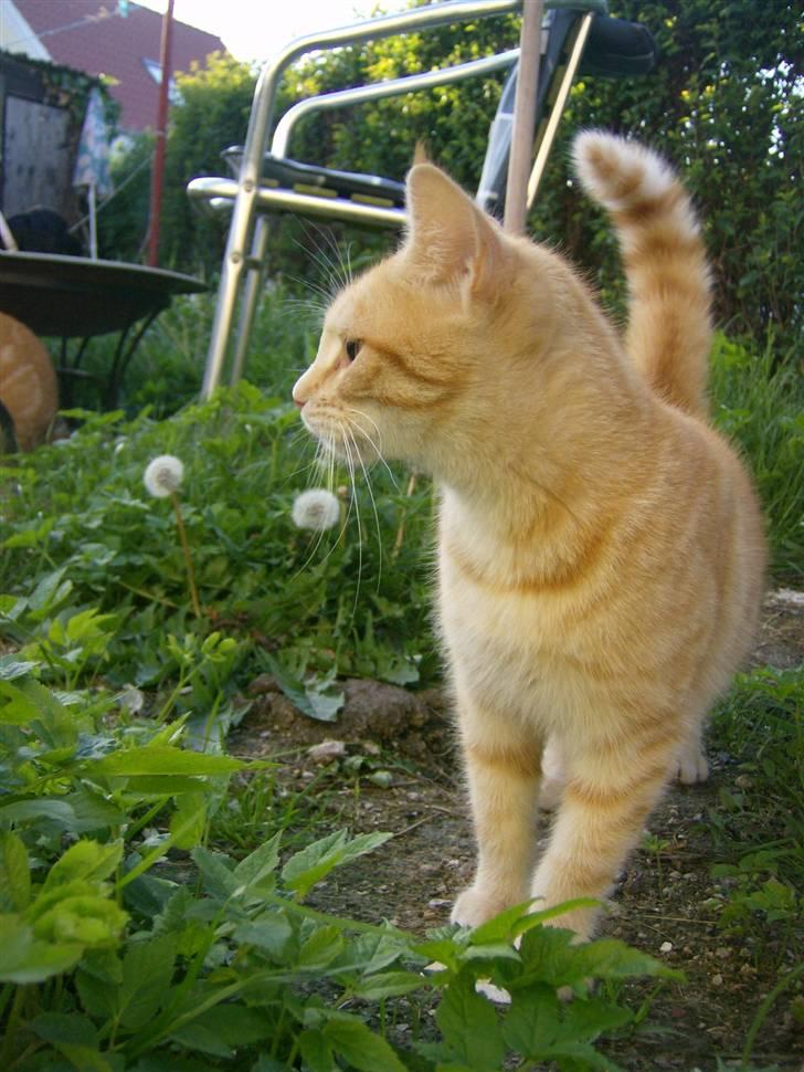 Tyson, Nova, Pine og Plage billede 25