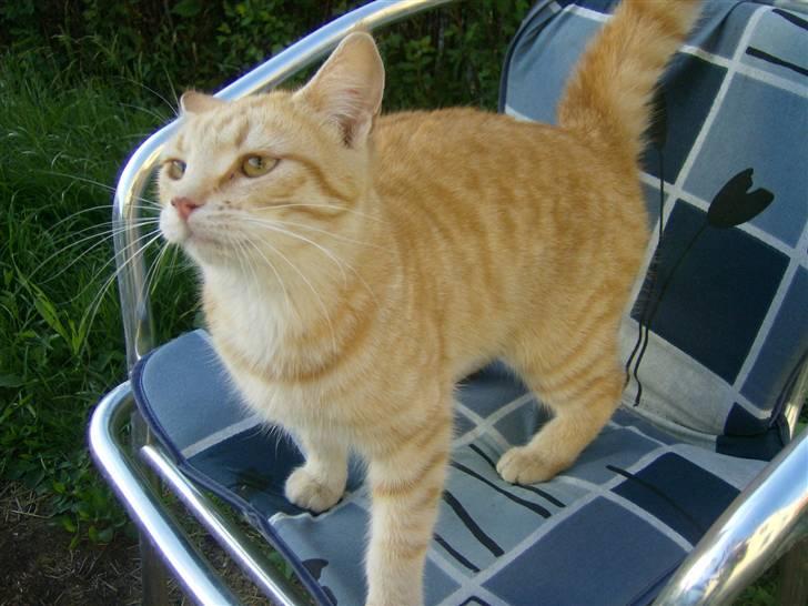 Tyson, Nova, Pine og Plage billede 26