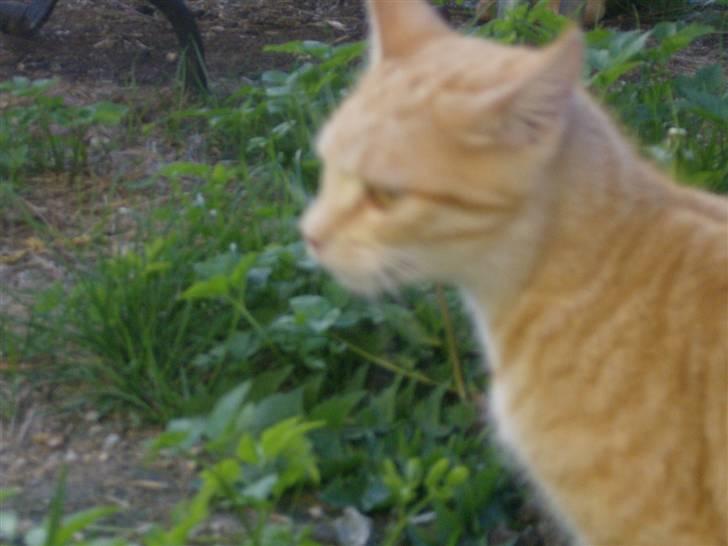 Tyson, Nova, Pine og Plage billede 27