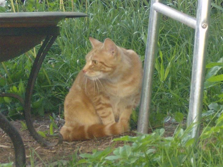 Tyson, Nova, Pine og Plage billede 28