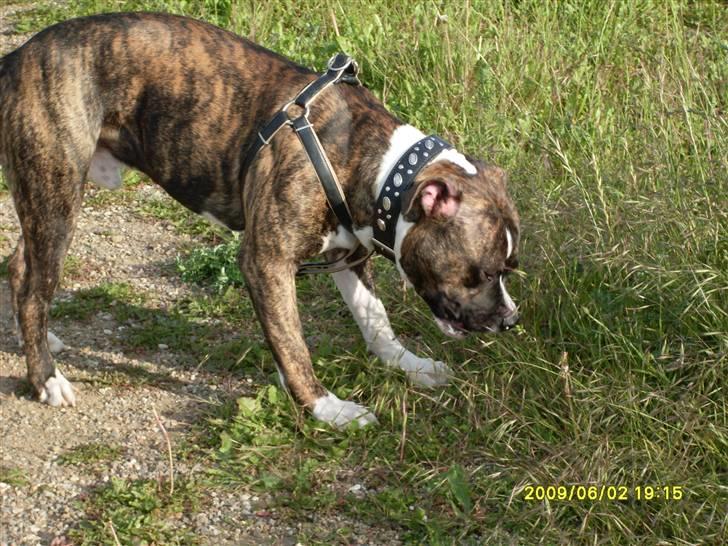 Tyson, Nova, Pine og Plage billede 29