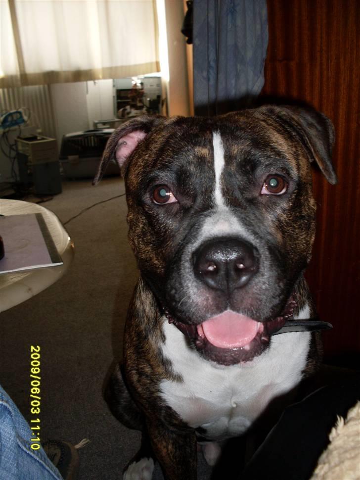 Tyson, Nova, Pine og Plage billede 30