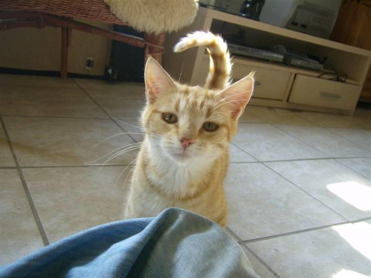 Tyson, Nova, Pine og Plage billede 31