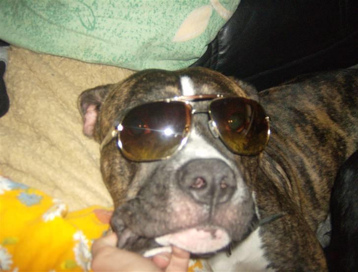 Tyson, Nova, Pine og Plage billede 33