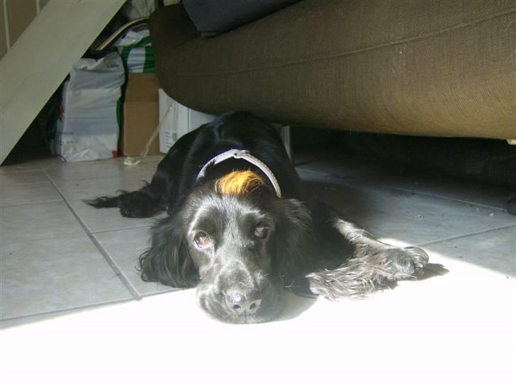 Tyson, Nova, Pine og Plage billede 35