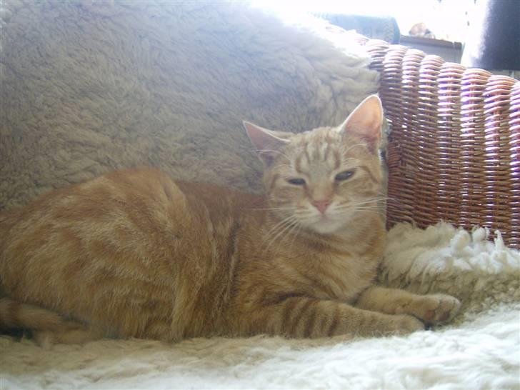 Tyson, Nova, Pine og Plage billede 36