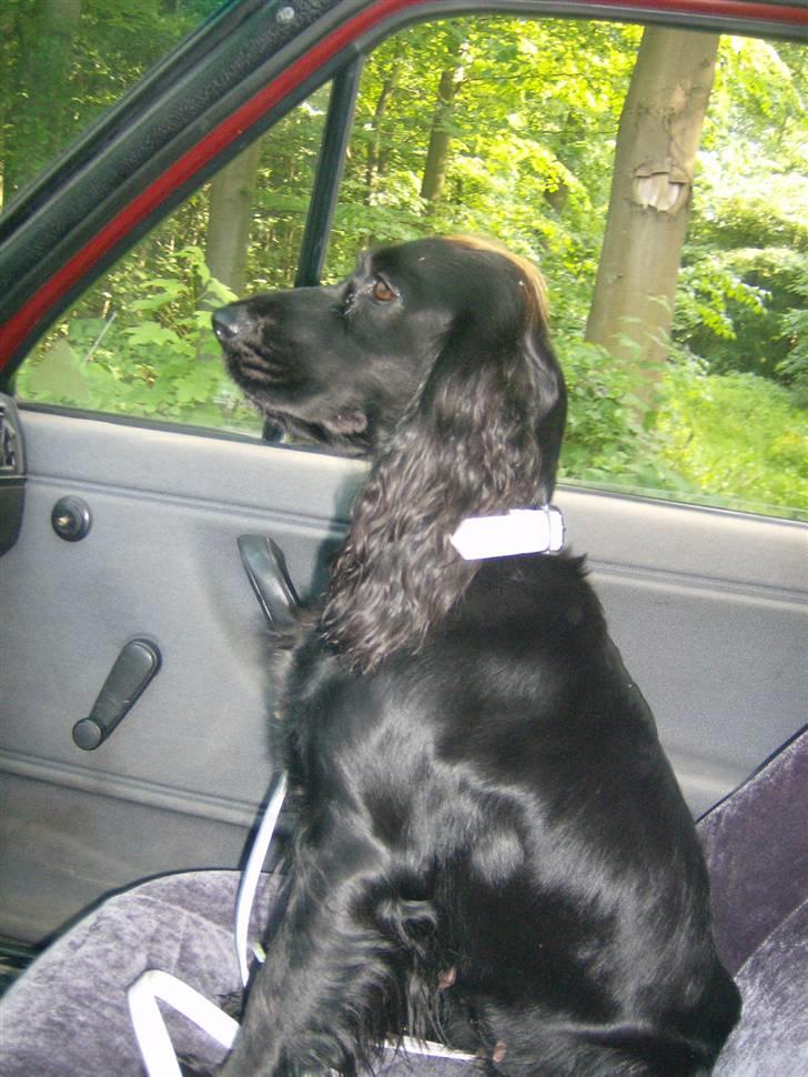 Tyson, Nova, Pine og Plage billede 37