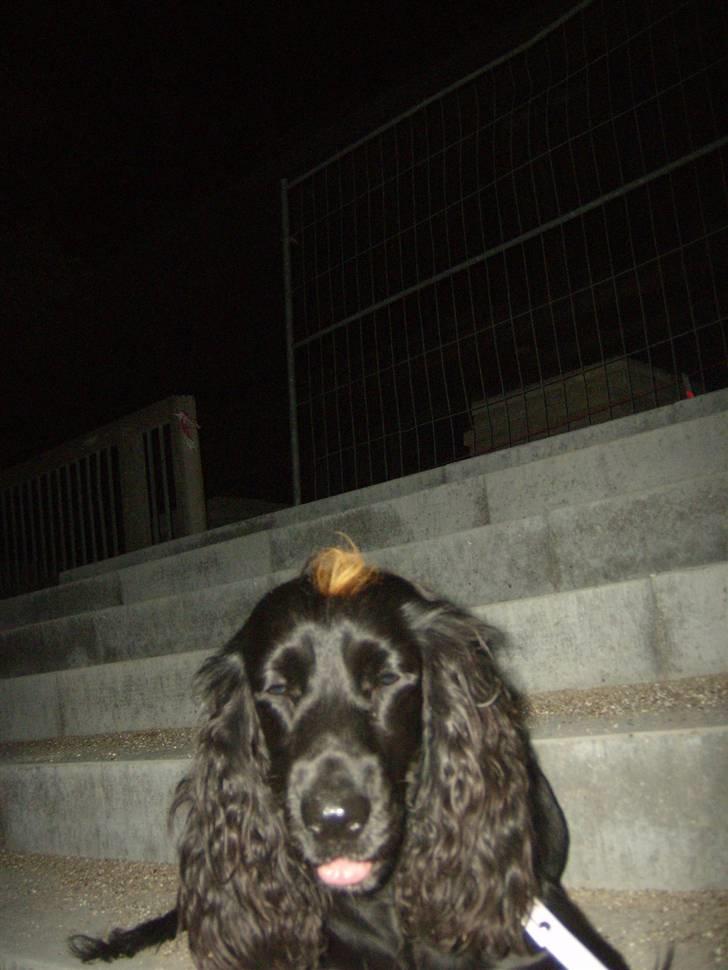 Tyson, Nova, Pine og Plage billede 40