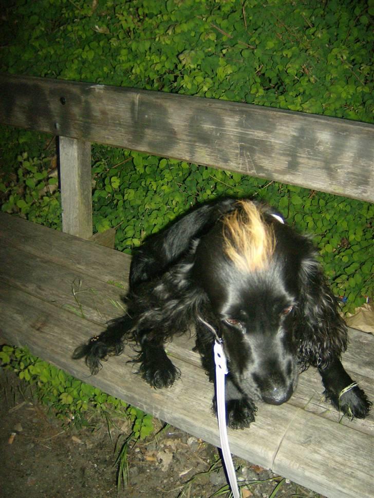 Tyson, Nova, Pine og Plage billede 41