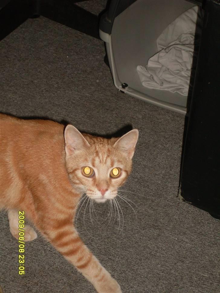 Tyson, Nova, Pine og Plage billede 42