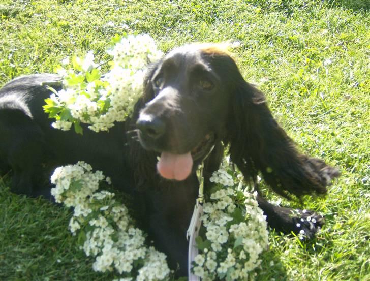 Tyson, Nova, Pine og Plage billede 48