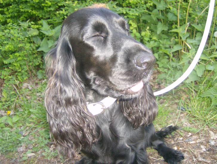 Tyson, Nova, Pine og Plage billede 50