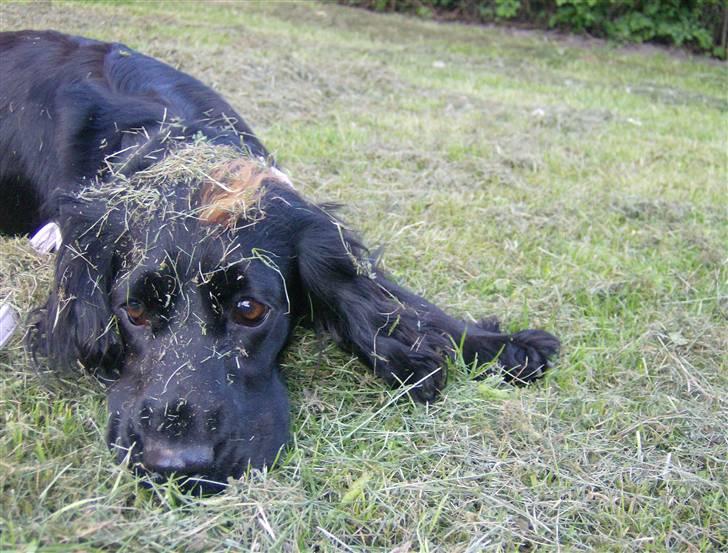 Tyson, Nova, Pine og Plage billede 51