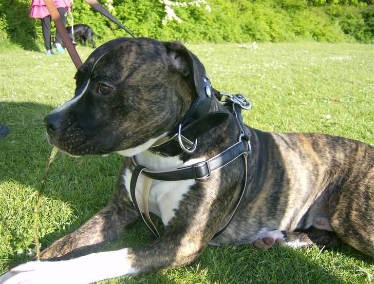 Tyson, Nova, Pine og Plage billede 52