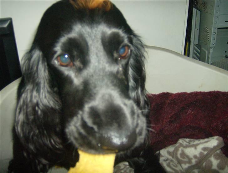 Tyson, Nova, Pine og Plage billede 53