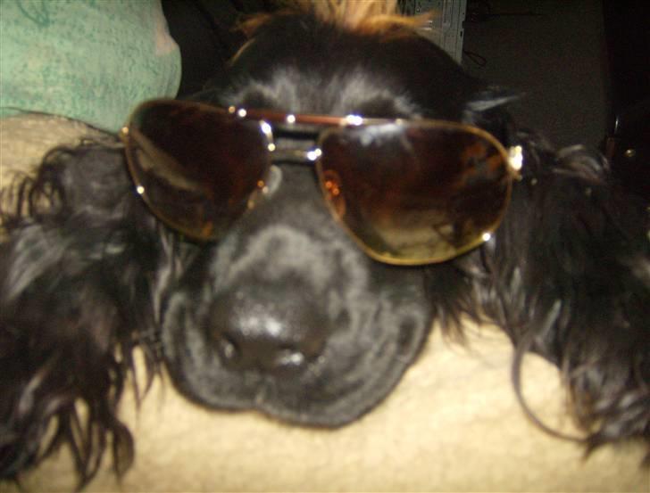 Tyson, Nova, Pine og Plage billede 55