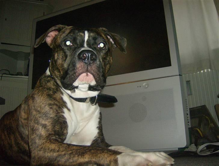 Tyson, Nova, Pine og Plage billede 56