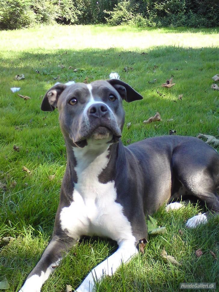 Vores 2 dejlige Muskelhunde  - Lola : race Amstaff på 2 år vejer 23 dejlige muskuløse kg billede 1