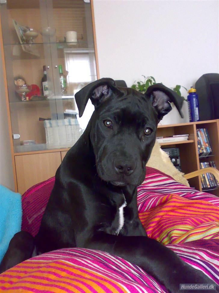 Vores 2 dejlige Muskelhunde  billede 2