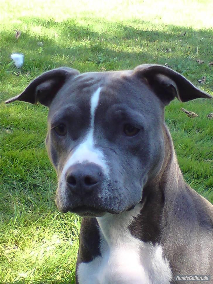 Vores 2 dejlige Muskelhunde  billede 4