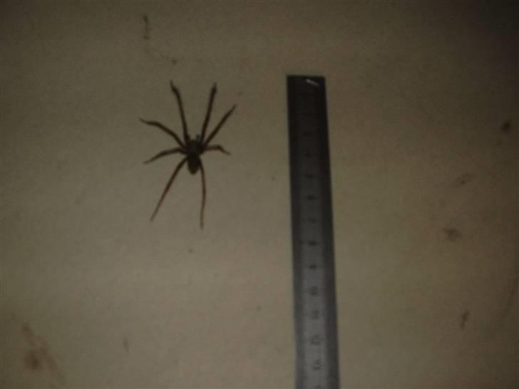 Alfa Romeo Alfetta GTV - En ubuden gæst i garagen... pænt stor spider billede 118