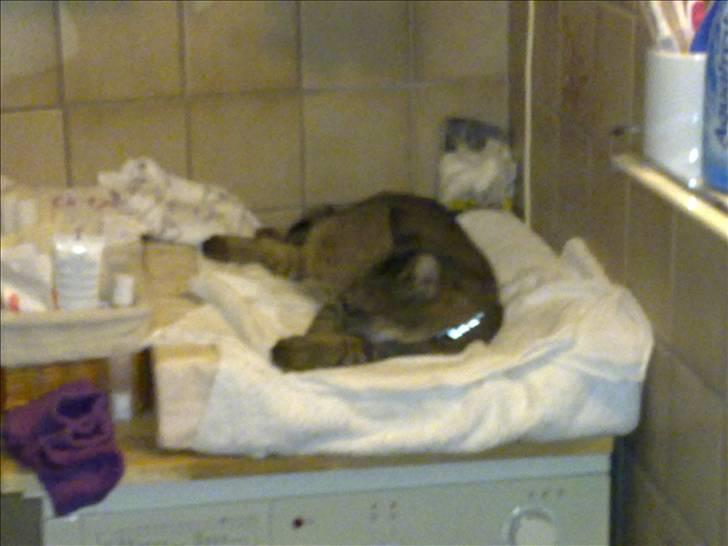 Lige lidt billeder af mine dejlige dyr. billede 2