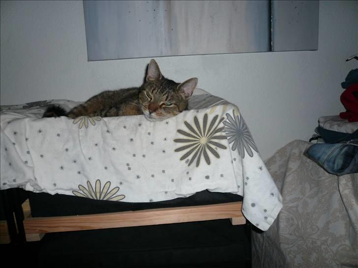 Lige lidt billeder af mine dejlige dyr. billede 3