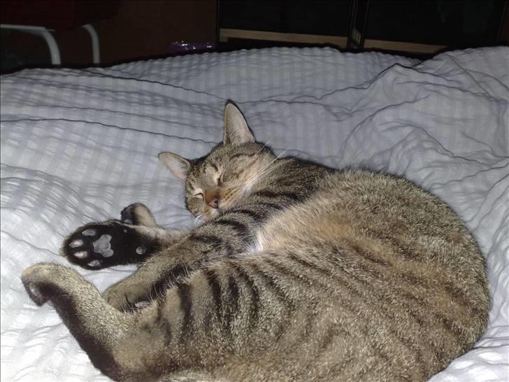 Lige lidt billeder af mine dejlige dyr. billede 4