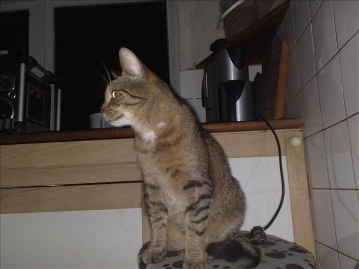 Lige lidt billeder af mine dejlige dyr. billede 5