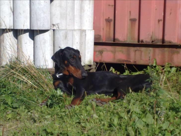 Lige lidt billeder af mine dejlige dyr. billede 6