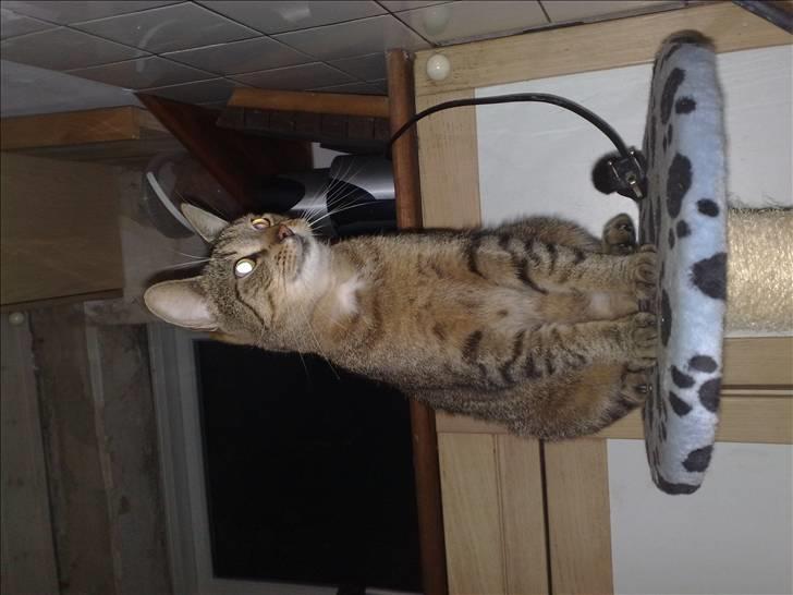 Lige lidt billeder af mine dejlige dyr. billede 7