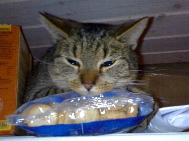 Lige lidt billeder af mine dejlige dyr. billede 8