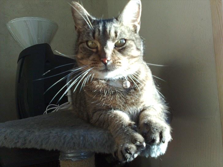 Lige lidt billeder af mine dejlige dyr. billede 16